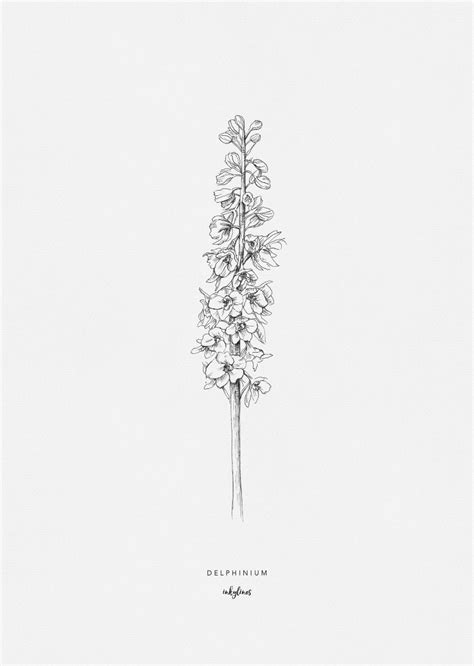 404 404 Larkspur Tattoo Delphinium Tattoo Flower Drawing