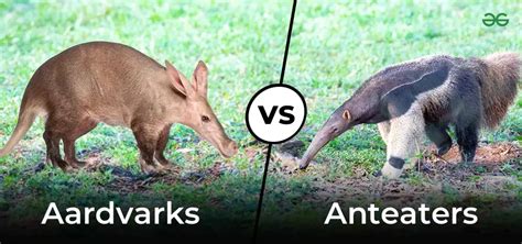 Aardvark vs Anteater: Animal Showdown Secrets