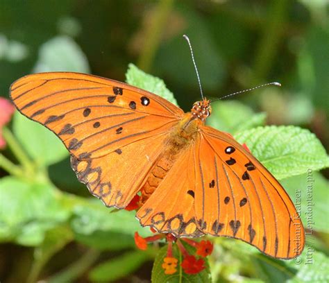 Agraulis Vanillae: Butterfly's Hidden Secrets Revealed