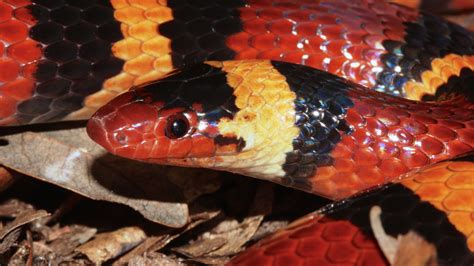 Are King Snakes Venomous Uncovering the Truth Behind Their Bite