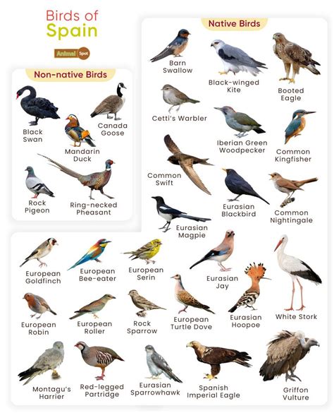 Learn Bird in Spanish: Quick & Simple Guide