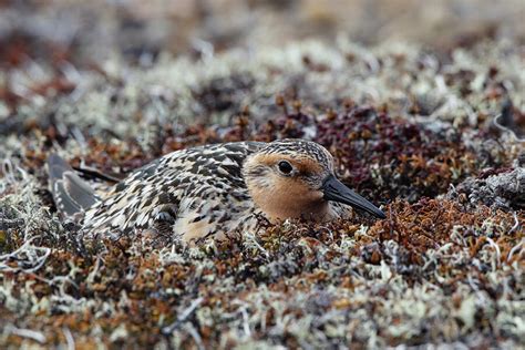 Unlocking the Mystery of Bird Spit Secrets Revealed