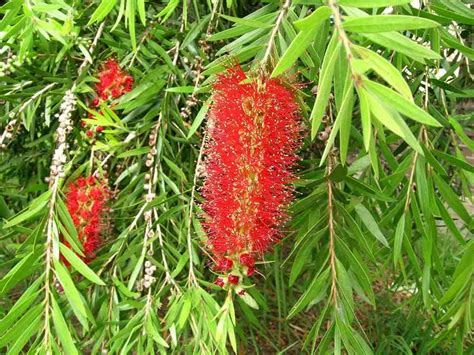 Callistemon Viminalis: Secret Garden Beauty Revealed