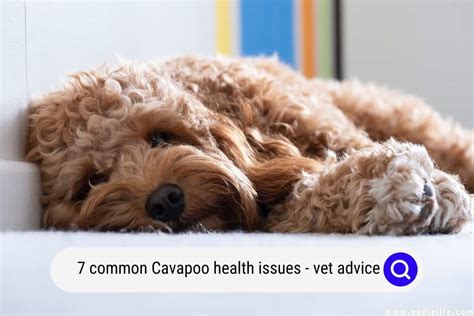 Cavapoo Health Problems