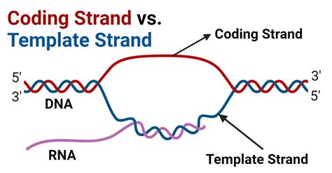 Coding Strand vs Template Strand: Unraveling DNA's Double Helix Mystery