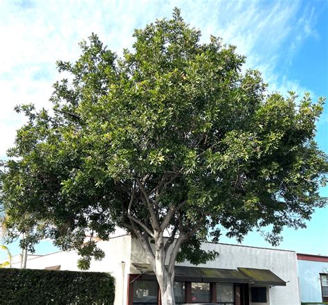 Discover Cupaniopsis Anacardioides: Rare Tropical Find