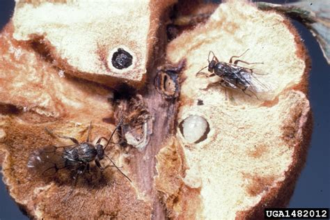 Cynipid Wasp: Nature's Unique Gall Creators