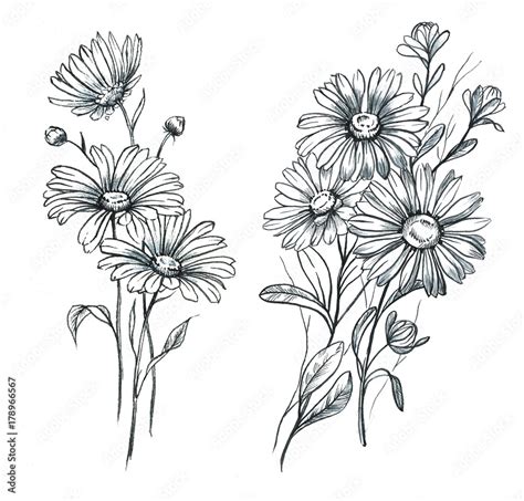 Daisy Flower Drawing Tattoo Daisy Flower Drawing Tattoo