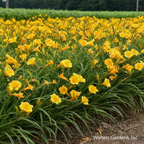 Daylily Stella de Oro: Ultimate Guide to Cultivating Stunning Blooms