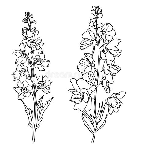 Delphinium Flower Drawing Delphinium Tattoo Black And White Pencil