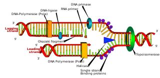 Unraveling DNA Ligase Function: The Underlying Mechanism of DNA Repair