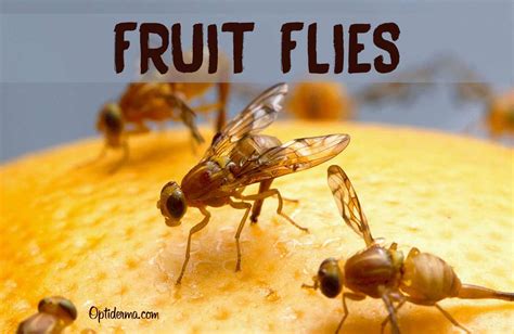 Do Fruit Flies Bite: Uncovering the Truth Behind Annoying Pests