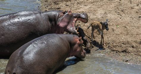 Do Hippos Eat Meat: Surprising Facts Revealed