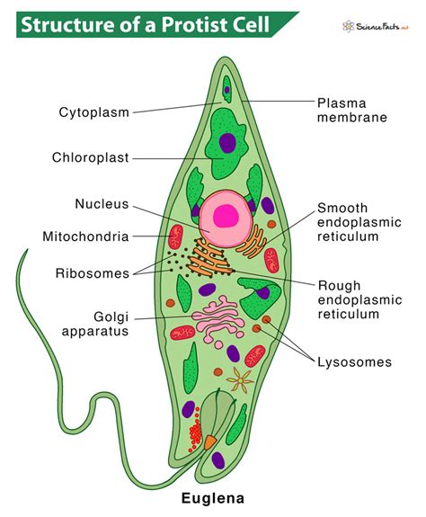 Do Protists Have Cell Walls? Unveil Secrets!