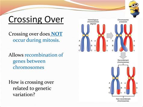 Crossing Over: Mitosis Mystery Explained