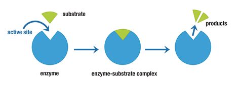 Unlocking the Secrets of Enzyme Substrate Complex Formation