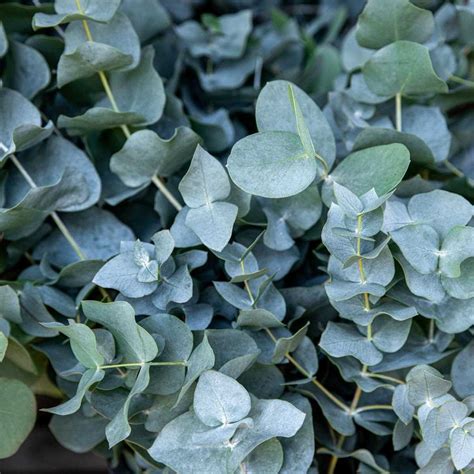 Eucalyptus Plant: Secrets to Thriving Garden