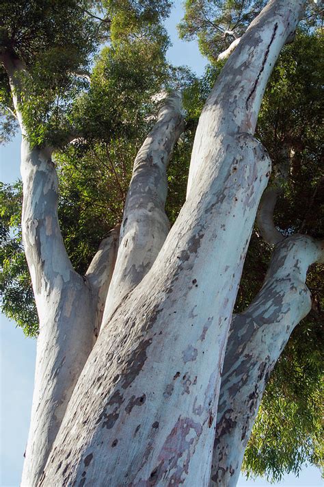 Eucalyptus Trees California Guide: Grow Your Own Unique Garden Treasure