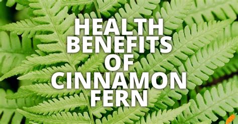 Fern Health Image
