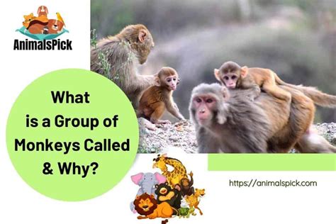 Group of Monkeys Is Called: Discover the Fascinating Terminology!