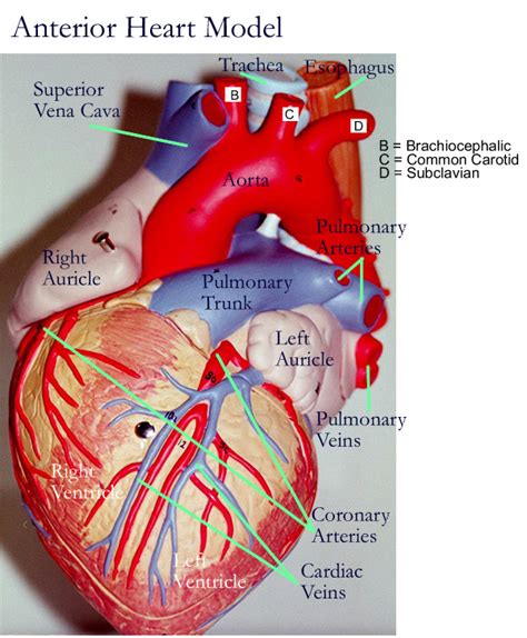 Heart Model Labels: Unlock Anatomy Secrets