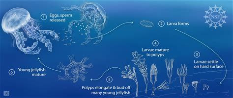 How Do Jellyfish Reproduce: Secrets Unveiled