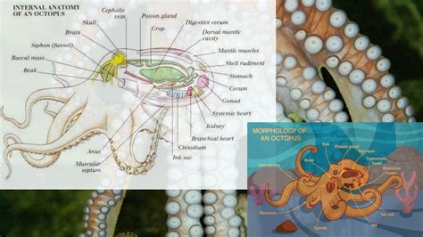 How-Many-Hearts-Does-An-Octopus-Have-The-Amazing-Truth-Revealed