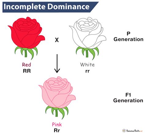 Incomplete Dominance Examples Decode: Discover Real-Life Genetics Secrets