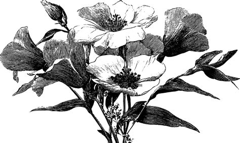 Intricate Engraved Bouquet Of Wildflowers For Nature Inspired Designs Intricate Engraved Bouquet Of Wildflowers For Nature Inspired Designs