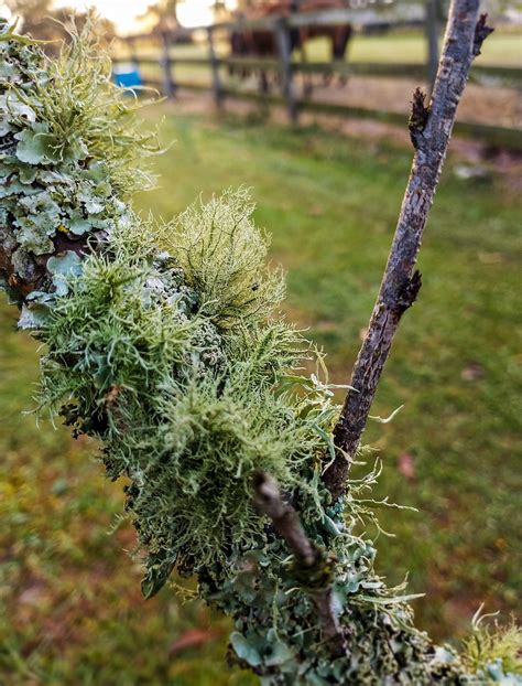 Is Moss a Fungus Unraveled: Unveil the Mystery Today