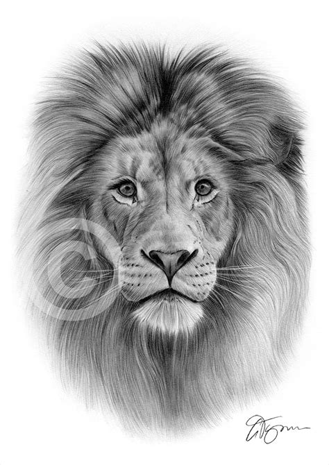 Lion Tattoo Sketch At Paintingvalley Com Explore Collection Of Lion