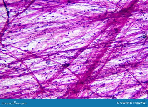 Unraveling the Mysteries of Loose Areolar Connective Tissue: Essential Insights Revealed