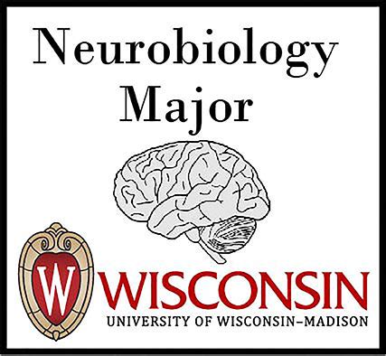 Unlock Secrets of the Brain with Neurobiology Major