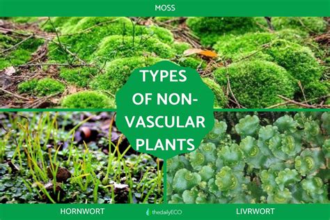 Non Vascular Plants: Discover Their Hidden Wonders