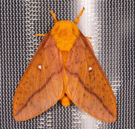 Orange Moth