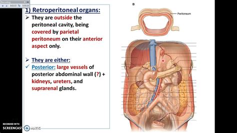 Uncovering the Key Organs in Retroperitoneal Space: What You Need to Know
