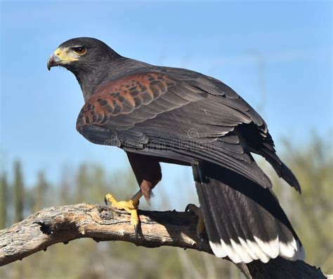 Parabuteo Unicinctus Unveiled: Secrets of the Red-Tailed Hawk