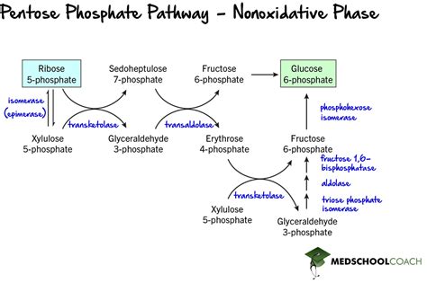 Pentose Phosphate Pathway: Metabolic Marvel Unveiled