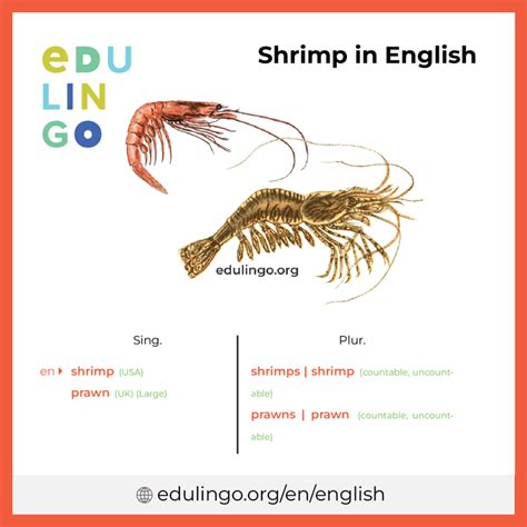 The Plural of Shrimp Explained Simply