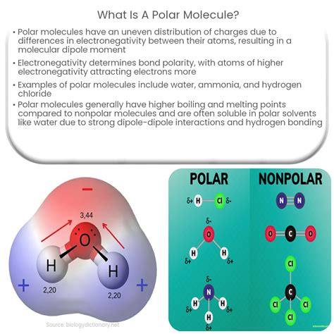 Demystifying Polar Definition Biology: Insights Unveiled