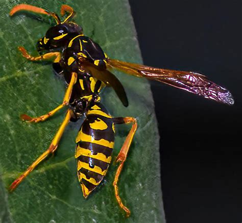 Polistes dominula: Unveiling the Secrets of These Clever Wasps