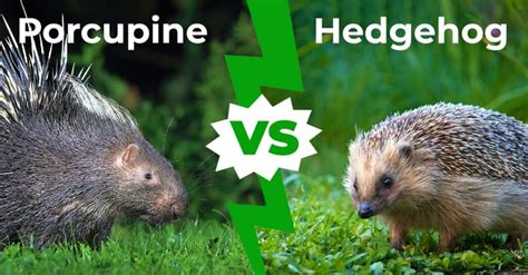 Porcupine vs Hedgehog: Surprising Comparison Unveiled