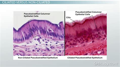 Discover Pseudostratified Columnar Epithelium: Key Locations Unveiled