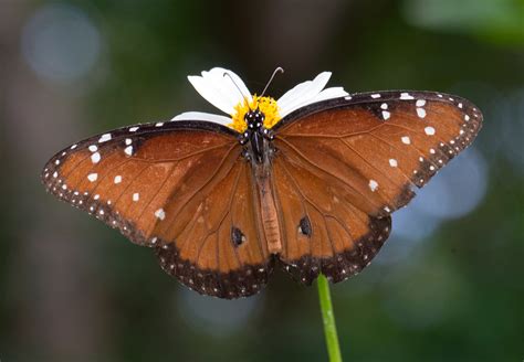 Queen Butterfly: Rare Beauty Unveiled