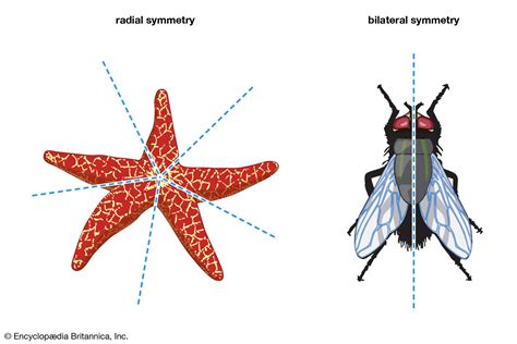 Radial Symmetry Biology Explained Simply