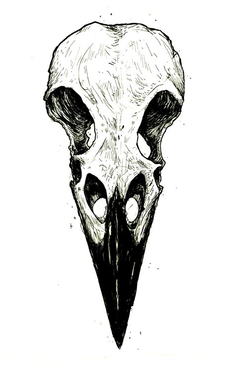 Raven Skull Drawing Raven Skull Drawing