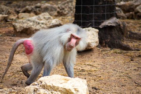 Curiosity: Red Butt Monkey Secrets Unveiled