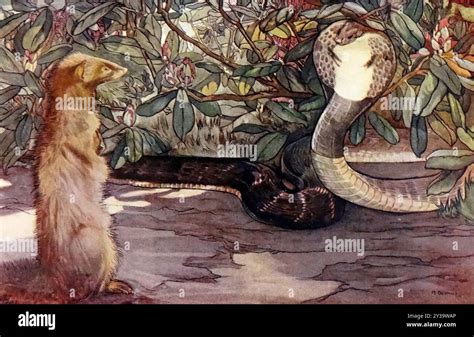 Rikki Tikki Tavi: Secrets Unveiled!