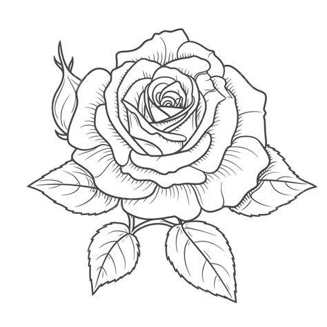 Rose On A White Background With A Drawn Outline Sketch Drawing Vector Rose On A White Background With A Drawn Outline Sketch Drawing Vector