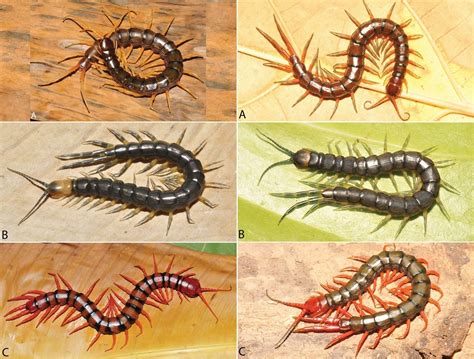 Scolopendrid Secrets: Giant Centipedes Unveiled